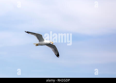 Möwe mit Lebensmitteln in seinem Mund und Fliegen Stockfoto