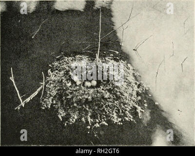 . Britische Vögel. Vögel. Notizen. 125. NEST EINER ZWERGTAUCHER IN EINEM BOOT - HAUS AUF RADNOR BLOSSES. Rot-gepunktete Blaukehlchen im Clyde Bereich. - Am 14. Mai 1910 Herr G., Stout sah ein Muster in der Nähe von Cyanecula suecica Carmyle im Clyde Valley {7 Ich. S. N. H., 1910, S. 182). Herr Stout ist bestens vertraut mit den Vogel durch seine Arbeit auf Fair Isle. Dies soll eine Ergänzung zu den Vögeln des Clyde, der zweite Frühling Datensatz für das schottische Festland. Lesser Whitethroat im Clyde Bereich. - Am 20. Mai 1910 Herr G., Stout sah ein Beispiel von Sylvia curruca in der Nähe von Rouken Glen {Ann. S. N.H., 1910, p Stockfoto