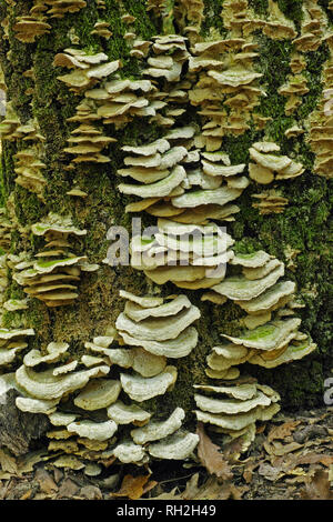 Viele Exemplare von Klumpig Halterung Pilz auf einem Stamm der Eiche Stockfoto