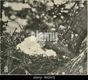. Britische Vögel. Vögel. VOL. X.] GEWOHNHEITEN DER SPATZ - HAWK. 3 zu verdecken, dass man gut, und ich sie nicht drei oder vier Mal zu diesem Zweck gesehen haben. (Abbn. 1. und 2.) Wenn Sie mit der Art, wie sie die Jungen Sie nicht für mehrere Minuten bewegen, zufrieden. Auf der anderen Seite kann sie, wenn der Regen sehr schwer ist, den Kopf jetzt und dann schütteln oder suchen Sie flattert wie ein Blatt nach unten ab. Abb. 1. SPAKBOW-Hawk. Auf der SUCHE NACH DER JÜNGSTEN AM BEGINNIN&amp; von einem Sturm. (Kurz nach dem Ende des jjeriod tlie Brüten). {Fotografiert von J.H.Owen.) Der Baum. Der Blick in das Auge variiert Contin Stockfoto