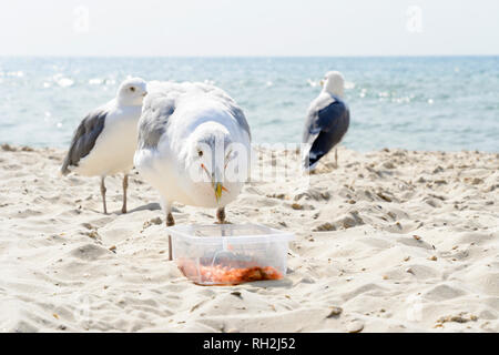 Eine Gruppe von Möwen essen Garnelen gegen Meer. Nahaufnahme der weißen Vögel Möwe am Strand Stockfoto