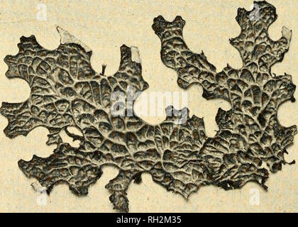 . Die Bryologist. Moose; Lebermoose; Flechten; Botanik; Bryology. Abb. 5. Sticta aurata. Rot. Yt^. S. amplissima ist auf Felsen in seiner besten Form gefunden, sondern wächst auf altem Holz und sogar Stämme von lebenden Bäumen. Es ist eine der häufigsten Der Stictas, und wenn wachsende auf Felsen, wo es eine große, runde Matte von Hellgrau, dicht bedeckt mit den rötlichen apothecia, ist eine sehr schöne Anlage. Sticta AURATA (Sm.) Ach. Abb. 5. Der thallus dieser interessanten Arten hat breiten, tiefen Lappen mit cren - ate Margen bedeckt mit goldfarbenen soredia, ist grünlich braun Schnell-Ing eine bräunlich-rot und Stockfoto