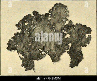 . Die Bryologist. Moose; Lebermoose; Flechten; Botanik; Bryology. -56 ^. Abb. 5. Sticta aurata. Rot. Yt^. S. amplissima ist auf Felsen in seiner besten Form gefunden, sondern wächst auf altem Holz und sogar Stämme von lebenden Bäumen. Es ist eine der häufigsten Der Stictas, und wenn wachsende auf Felsen, wo es eine große, runde Matte von Hellgrau, dicht bedeckt mit den rötlichen apothecia, ist eine sehr schöne Anlage. Sticta AURATA (Sm.) Ach. Abb. 5. Der thallus dieser interessanten Arten hat breiten, tiefen Lappen mit cren - ate Margen bedeckt mit goldfarbenen soredia, ist grünlich braun Schnell-Ing eine bräunlich-re Stockfoto