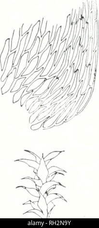 . Die Bryologist. Bryology; Bryology -- Zeitschriften. Abb. 2. Hylocomium triquetrum x i; Stengel Blatt x 4. 4. H. sguarrosum (L.), B.&amp; S. hat eine mehr gefiederten Aussehen als H. pari-etimftn, die Blätter werden dünner und mehr (squarrose) auf die Stiele, die normalerweise rot sind, als auch diejenigen von parietinum und pro-liferu7n. Der apices der Blätter sind lang und schlank und zurückgebogen. Die. k^. Bitte beachten Sie, dass diese Bilder aus gescannten Seite Bilder, die digital für die Lesbarkeit verbessert haben mögen - Färbung und Aussehen dieser Abbildungen können nicht Perfekt th ähneln extrahiert werden Stockfoto