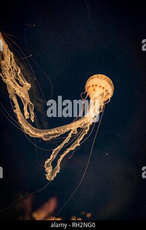 Japanische Meer Nettle (Chrysaora Pacifica), Vorkommen Pazifik, Aquarium Vancouver, British Columbia, Kanada Stockfoto