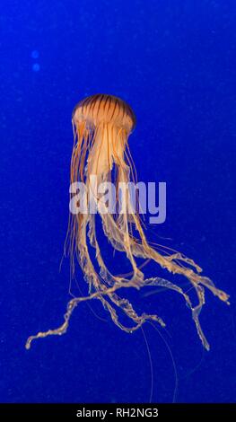 Japanische Meer Brennessel (Chrysaora Pacifica), Vorkommen Pazifik, Aquarium Vancouver, British Columbia, Kanada Stockfoto