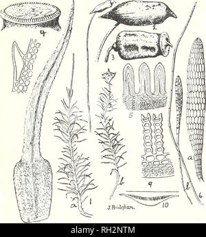 . Die Bryologist. Bryology; Bryology -- Zeitschriften. -19-. FOl. YTRICHUM GEMEINDE L.I.-Männliche und weibliche Pflanzen, etwa die Hälfte der natürlichen Größe. 2. und 3.-Kapseln mit und ohne kalyptra. 4. - Öffnung der Kapsel, vergrößert. 5. - die Zähne von peri-stome, stark vergrößert. 6.-Antheridium und paraphyses, ein tolles' vergrößert. - Blatt, vergrößert. 8.- Marge von Blatt erweiterten Zahn und Zellen zu zeigen. 10.- Querschnitt von Blatt laniellie auf der oberen Oberfläche zu zeigen. - L. ainellce, stark vergrößert. Mit freundlicher Genehmigung von Frau E. G. Britton "Moose der Osten der Vereinigten Staaten." (in Vorbereitung). ridium (Abb. 6). Stockfoto