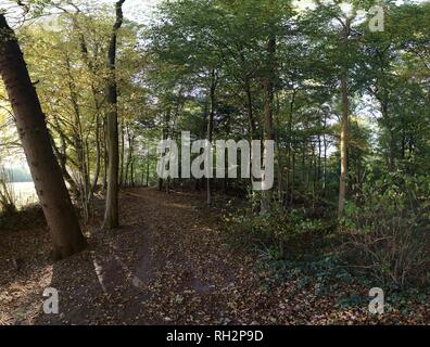 Hochauflösende Panorama mit Blick auf den Wald in Norddeutschland Stockfoto