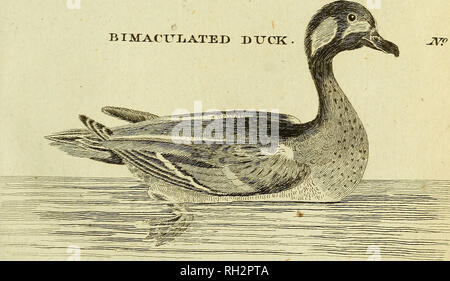 . Britische Zoologie. Wirbeltiere; Zoologie. IDUCK BIMACTTIiA.TEX). -2 VP 26&gt; J.. Bitte beachten Sie, dass diese Bilder sind von der gescannten Seite Bilder, die digital für die Lesbarkeit verbessert haben mögen - Färbung und Aussehen dieser Abbildungen können nicht perfekt dem Original ähneln. extrahiert. Wimpel, Thomas, 1726-1798; Berry, S. Stillman (Samuel Stillman), 1887-1984, der ehemalige Eigentümer. DSI; Roper, Clyde F.E., 1937 -, der Geber. DSI. Warrington: Gedruckt von William Eyres, für Benjamin weiß. .. , London Stockfoto