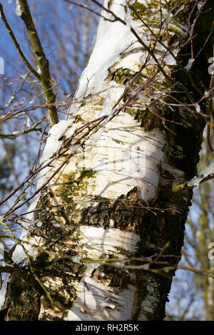 Torf LANE, NIDDERDALE, Harrogate, N YORKS, Großbritannien, 30. Jan 2019. Detaillierte Ansicht von Silver Birch Stamm, Äste und Zweige gegen einen sehr kühlen blauen Himmel Stockfoto