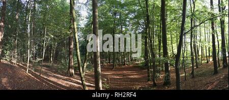 Hochauflösende Panorama mit Blick auf den Wald in Norddeutschland Stockfoto