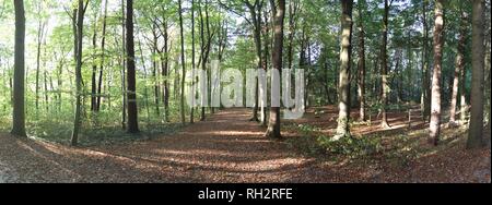 Hochauflösende Panorama mit Blick auf den Wald in Norddeutschland Stockfoto