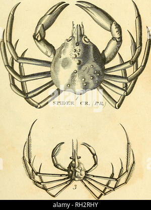 . Britische Zoologie. Zoologie; Wirbeltiere. 2 ** m SPUHLR fK, IFAB. 4.. S MjNnDEK I. IL&amp; GXI) CH. [P 77. Bitte beachten Sie, dass diese Bilder sind von der gescannten Seite Bilder, die digital für die Lesbarkeit verbessert haben mögen - Färbung und Aussehen dieser Abbildungen können nicht perfekt dem Original ähneln. extrahiert. Wimpel, Thomas, 1726-1798; Richmond, Charles Wallace, 1868-1932, der ehemalige Eigentümer. DSI; Mearns, Edgar Alexander, 1856-1916, der ehemalige Eigentümer. DSI. London: Gedruckt für Wilkie und Robinson; J. Nunn; Weiß und Cochrane; Longman, Hurst, Rees, Orme, und Braun; Cadell und Davies, J. Hart Stockfoto