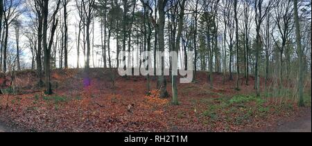 Hochauflösende Panorama mit Blick auf den Wald in Norddeutschland Stockfoto