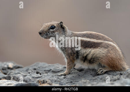 Barbary Boden Eichhörnchen, Fuerteventura, Kanarische Inseln Stockfoto