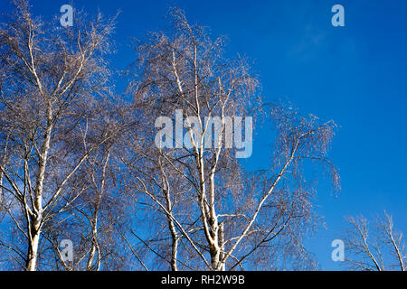 Torf LANE, NIDDERDALE, Harrogate, N YORKS, Großbritannien, 30. Jan 2019. Silver Birch Stamm, Äste und Zweige gegen einen sehr kühlen blauen Himmel Stockfoto