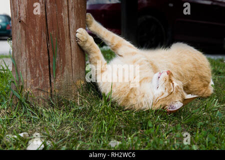 Die Katze liegt auf dem Gras. Eine ländliche Hauskatze Ausruhen nach dem Essen. Moggy cat liegt unter einem Baum. Stockfoto