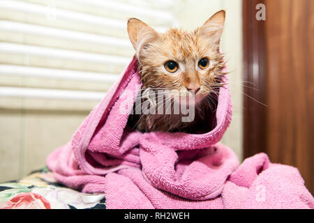 Süße nasse Katze nach einem Bad. Kätzchen eingewickelt in ein Handtuch. Unzufrieden Haustier nach einem Bad Stockfoto
