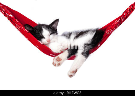 Kleines Kätzchen schläft auf einer Hängematte. Kleine Katze schläft süß wie ein kleines Bett. Schlafende Katze auf einem weißen Hintergrund. Katzen Rest nach dem Essen. Stockfoto