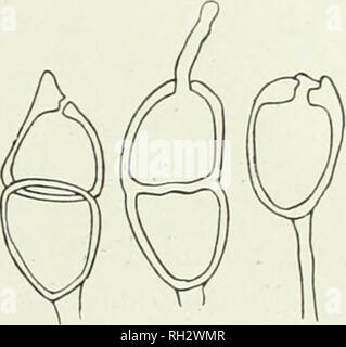 . Die britische Rostpilze (uredinales), ihre Biologie und Klassifizierung. Uredineae. Die Anwesenheit des inyceHuni Ursachen die Stiele mehr aufrecht zu stehen; die Internodien sind beträchtlich verlängert, und die Blätter weniger, so dass die betroffenen Pflanzen leicht unterscheiden kann, wie in/-' werden. Betonicae. Das MYZEL wird beständiger zu sein, und die Sori fast vollständig auf die Stiele, wo Sie eine leichte Verdickung verursachen und sind häufiger an den Knoten als anderswo zu beschränken. Verbreitung: Mittel- und Westeuropa. Abb. 122. S. caullncola. Und Telentospores mesospore. 45. Puccinia Stockfoto