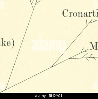 . Die britische Rostpilze (uredinales) ihre Biologie und Klassifizierung. Rostpilze - - Großbritannien. Coleosporiaceae Cronartiaceae (Endophyllum-like). Melampsoraceae Primitive Uredine 6 - 2. Bitte beachten Sie, dass diese Bilder sind von der gescannten Seite Bilder, die digital für die Lesbarkeit verbessert haben mögen - Färbung und Aussehen dieser Abbildungen können nicht perfekt dem Original ähneln. extrahiert. Grove, W. B. (William Bywater), 1848-1938. Cambridge University Press Stockfoto