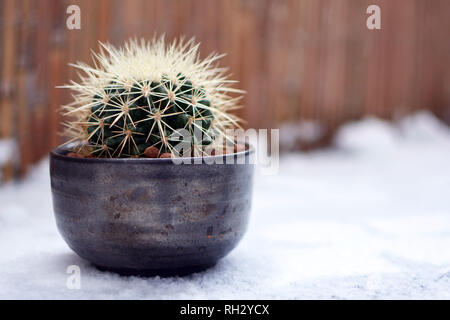 Mexiko Goldenes Fass Kugel Kaktus oder Schwiegermutter Kissen in Flower Pot stehen im Schnee Stockfoto