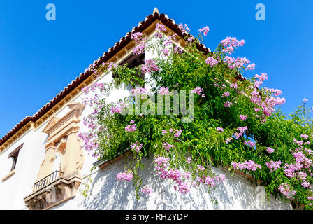 Ein weiß getünchtes Haus mit Fülle von Topfpflanzen cascading rosa Blüten auf dem Balkon (Kriechgang - Podranea ricasoliana Simbabwe) in Granada, Spanien Stockfoto