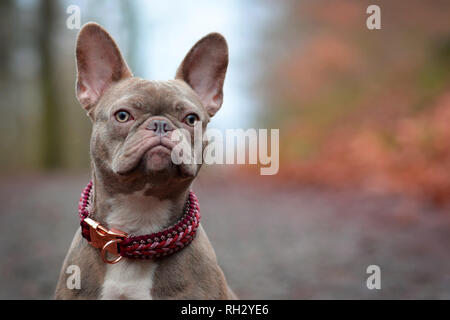 Schöne seltene Farbe lila gestromte weibliche Französische Bulldogge Hund mit hellen, gelben Augen und paracord Kragen Stockfoto