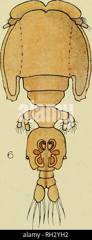 . Die britische parasitäre Copepoda. Copepoda; Krebstiere, Fische. . Bitte beachten Sie, dass diese Bilder sind von der gescannten Seite Bilder, die digital für die Lesbarkeit verbessert haben mögen - Färbung und Aussehen dieser Abbildungen können nicht perfekt dem Original ähneln. extrahiert. Scott, Thomas; Scott, Andrews. London, Gedruckt für den Ray Gesellschaft Stockfoto