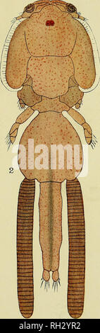 . Die britische parasitäre Copepoda. Copepoda; Krebstiere, Fische. . Bitte beachten Sie, dass diese Bilder sind von der gescannten Seite Bilder, die digital für die Lesbarkeit verbessert haben mögen - Färbung und Aussehen dieser Abbildungen können nicht perfekt dem Original ähneln. extrahiert. Scott, Thomas; Scott, Andrews. London, Gedruckt für den Ray Gesellschaft Stockfoto