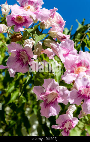 Podranea Ricasoliana Samen (Simbabwe Kriechgang, Pink Trumpet Vine, Port St. Johns Kriechgang, Königin von Saba) Stockfoto