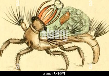 . Die britische Mischung, oder, farbige Abbildungen der neue, seltene oder wenig bekannte Tier Themen: viele vorher nicht ermittelt Einwohner der Britischen Inseln, und vor allem im Besitz der Autor, James Sowerby. Zoologie. ^. Bitte beachten Sie, dass diese Bilder sind von der gescannten Seite Bilder, die digital für die Lesbarkeit verbessert haben mögen - Färbung und Aussehen dieser Abbildungen können nicht perfekt dem Original ähneln. extrahiert. Sowerby, James, 1757-1822; Berry, S. Stillman (Samuel Stillman), 1887-1984, der ehemalige Eigentümer. DSI; Roper, Clyde F.E., 1937 - Spender. DSI. London: Stockfoto