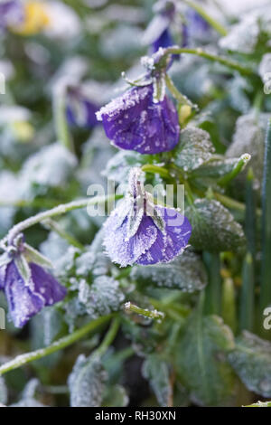 Viola' Panola Marina' Blumen. Stiefmütterchen Blumen nach einem starken Frost. Stockfoto