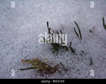 Grüne Gras Lugt unter dem Schnee, Moskau Stockfoto