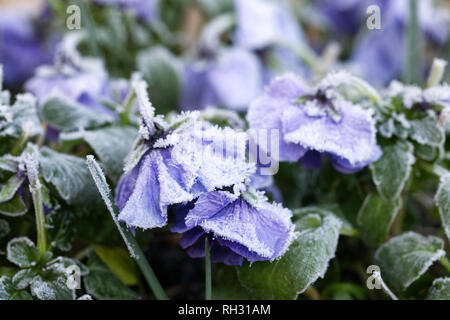 Viola' Panola Marina' Blumen. Stiefmütterchen Blumen nach einem starken Frost. Stockfoto