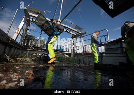 Ein Mitglied der Crew auf der Meine Tara Casting eine creel vom Boot vor der Insel Luing in Argyll und Bute an der schottischen Westküste. Meine Tara ist im Besitz und unter der Leitung von Neil MacQueen von Luing, der Fischerei hat die Wasser sein ganzes Arbeitsleben für Hummer, Krabben und Garnelen, mit Skipper. Stockfoto