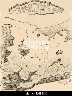 . Britische Pilze (hymenomycetes). Basidiomyceten; Pilze - - Großbritannien. CORTICIUM. 273 * Myzel und Umfang weiß. * Myzel und Umfang gefärbt. Corticium III. LEIOSTROMA (Aeu&gt;?, glatt; oW&lt; x, einer Schicht). Agglutinated (selten, wenn fällig werden frei), ohne strigose oder ribrillose Umfang. Für das Myzel geht auf einmal in das hymenium, die den Sub agglutinated ist - Stratum, aber dieses (Das hymenium) Eintritt von zwei Arten, eine dickere, wächserne-Soft, fruchtbare, der andere dünn und steril. Die meisten Arten sind unscheinbare in Erscheinung. Wachsartige, wenn Fer Stockfoto