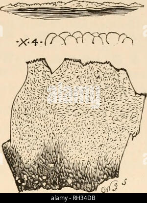 . Britische Pilze (hymenomycetes). Basidiomyceten; Pilze - - Großbritannien. GRANDINIA. 255 GATTUNG XXXIX.- Grandinia (grando, Hagel. Von der granularen Grandinia. Charakter des hymenium). Fr. Gen. Hymenom. Hymenium amphigenous, kontinuierliche, wachsartigen, warty mit papillen oder eher granulose; Granulat gewölbt oder halbkugelförmige, ganze, stumpf oder an der Spitze ausgehöhlt, überfüllt, regelmäßige, glatt, hartnäckig. Cnestaceous, effused, weich, unsachgemäß bezeichnet o? Ich Konto ihrer Gleichen und anhaltende Papille zur Thelephorae, von denen sie durch ihre poliert Granulat unterschieden werden. Fr. Hym. Eur. S. 625 Stockfoto