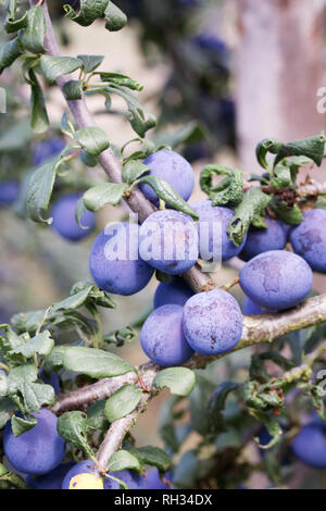 Prunus Domestica Subspecies Insititia. Pflaumenmus "Fairleigh' wächst in einem englischen Obstgarten. Stockfoto