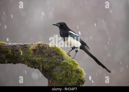 Eurasian Magpie auf Moos bedeckt Zweig im Winter bei Schneefall Stockfoto