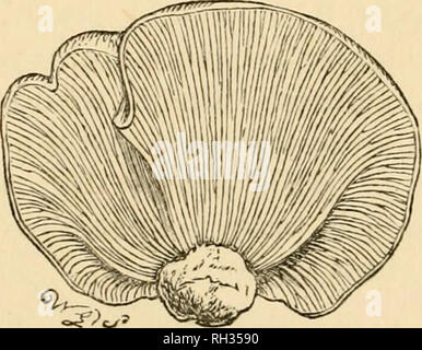 . Britische Pilze (hymenomycetes). Pilze - - Großbritannien. Untergattung IX. PLEUROTUS{'KK^ Vp6 v, eine Seite; ols, Ohr). Fr. pieurotus. Syst. Myc. Ich. S. 178. Stammzellen die exzentrische, seitlich, oder Keine. Epiphytal {Sehr selten groiviiig Oji die Masse), unregelmäßig, Fleischigen oder membranaceous. Die Pleuroti sind sehr leicht Dis-tinguished aus der Untergattung mit Knorpeligen Stengel (VI-VIII); aber von den anderen Arten, die die hymenophore kontinuierlich mit dem Schaft (III.-V.), sind Sie nur von Ihrem Wachstum auf Holz aus. Für viele Pleuroti des ersten Abschnitts, wenn wachsende Ver gebucht - e Stockfoto