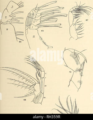 . Britische Süßwasser-copepoda. --. Copepoda; Krebstiere. MAXILLIPEDE. 65. Bitte beachten Sie, dass diese Bilder sind von der gescannten Seite Bilder, die digital für die Lesbarkeit verbessert haben mögen - Färbung und Aussehen dieser Abbildungen können nicht perfekt dem Original ähneln. extrahiert. Gurney, Robert. London: Ray Gesellschaft Stockfoto