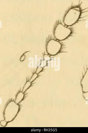 . Britische Entomologie;, Abbildungen und Beschreibungen der Gattungen von Insekten in Großbritannien und Irland gefunden: mit farbigen Abbildungen aus der Natur der seltensten und schönsten Arten, und in vielen Fällen der Pflanzen, auf denen sie zu finden sind. Insekten; Insekten; Botanik. . Bitte beachten Sie, dass diese Bilder sind von der gescannten Seite Bilder, die digital für die Lesbarkeit verbessert haben mögen - Färbung und Aussehen dieser Abbildungen können nicht perfekt dem Original ähneln. extrahiert. Curtis, John, 1791-1862. London, Gedruckt für das Thema Stockfoto