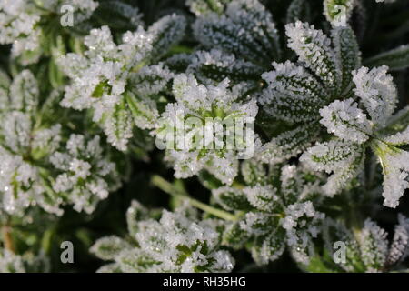 Frost Kristalle auf Goosegrass Stockfoto