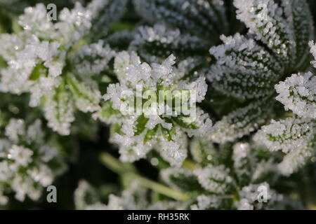 Frost Kristalle auf Goosegrass Stockfoto