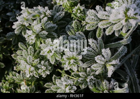 Frost Kristalle auf Goosegrass Stockfoto