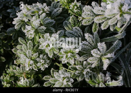 Frost Kristalle auf Goosegrass Stockfoto