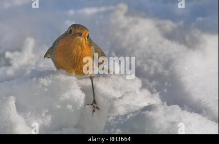 Robins Nahrungssuche in tiefem Schnee Robins Nahrungssuche in tiefem Schnee Stockfoto