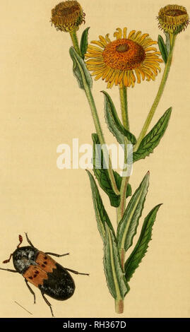 . Britische Entomologie;, Abbildungen und Beschreibungen der Gattungen von Insekten in Großbritannien und Irland gefunden: mit farbigen Abbildungen aus der Natur der seltensten und schönsten Arten, und in vielen Fällen der Pflanzen, auf denen sie zu finden sind. Insekten; Insekten; Botanik. . Bitte beachten Sie, dass diese Bilder sind von der gescannten Seite Bilder, die digital für die Lesbarkeit verbessert haben mögen - Färbung und Aussehen dieser Abbildungen können nicht perfekt dem Original ähneln. extrahiert. Curtis, John, 1791-1862. London, Gedruckt für das Thema Stockfoto