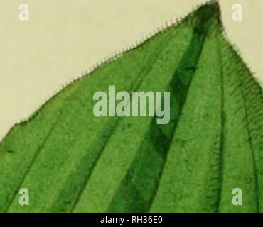 . Britische Entomologie;, Abbildungen und Beschreibungen der Gattungen von Insekten in Großbritannien und Irland gefunden: mit farbigen Abbildungen aus der Natur der seltensten und schönsten Arten, und in vielen Fällen der Pflanzen, auf denen sie zu finden sind. Insekten; Insekten - Großbritannien; Botanik. . Bitte beachten Sie, dass diese Bilder sind von der gescannten Seite Bilder, die digital für die Lesbarkeit verbessert haben mögen - Färbung und Aussehen dieser Abbildungen können nicht perfekt dem Original ähneln. extrahiert. Curtis, John, 1791-1862. London, Gedruckt für das Thema Stockfoto